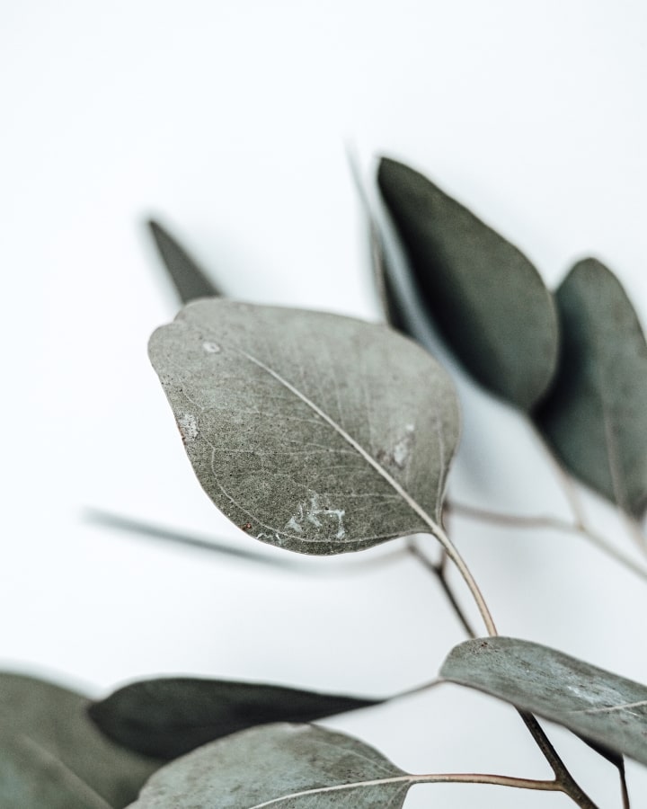 Eukalyptus Blätter